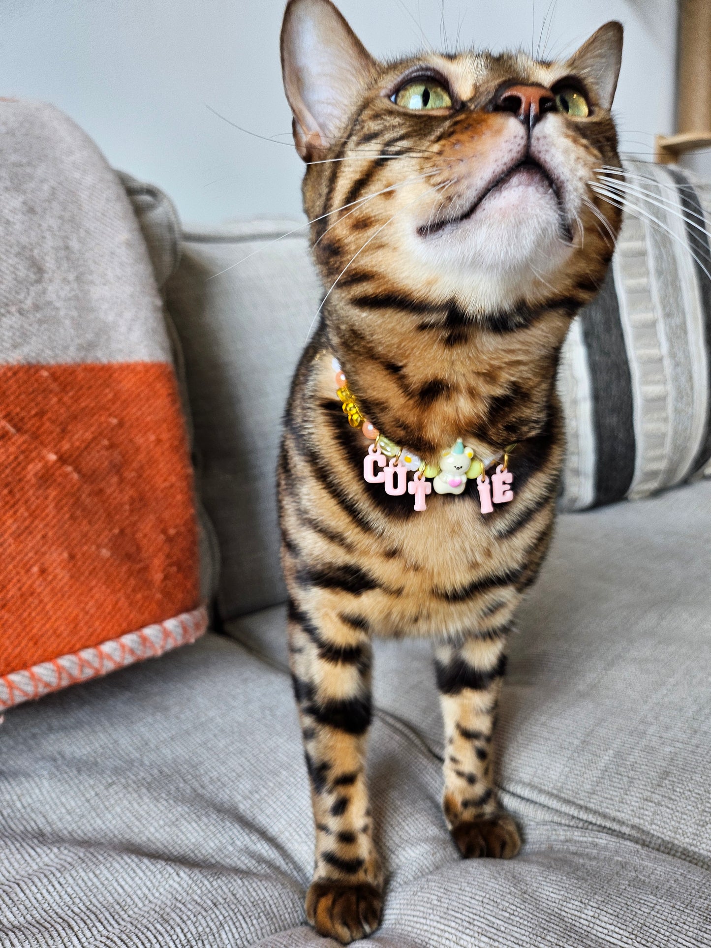 Cutie Pie Pet Necklace