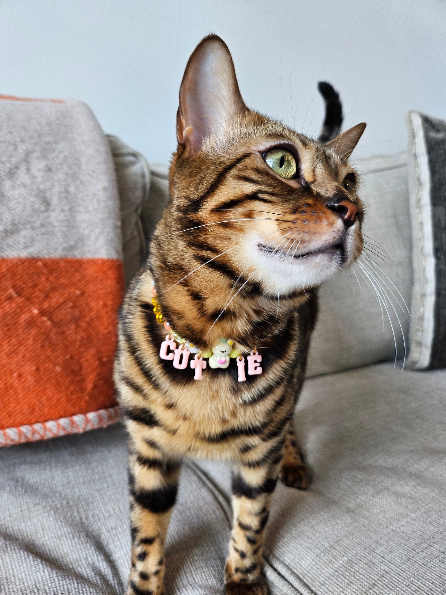 Cutie Pie Pet Necklace