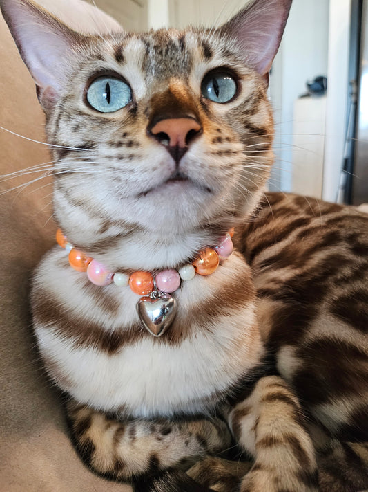 Pumpkin Sorbet Pet Necklace